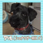 アル（シュナウザーMIX♂）