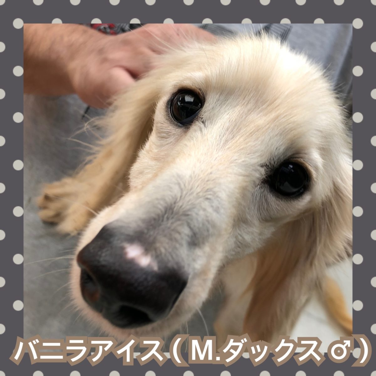 またまたダックス Npo法人 はぴねすｄｏｇ