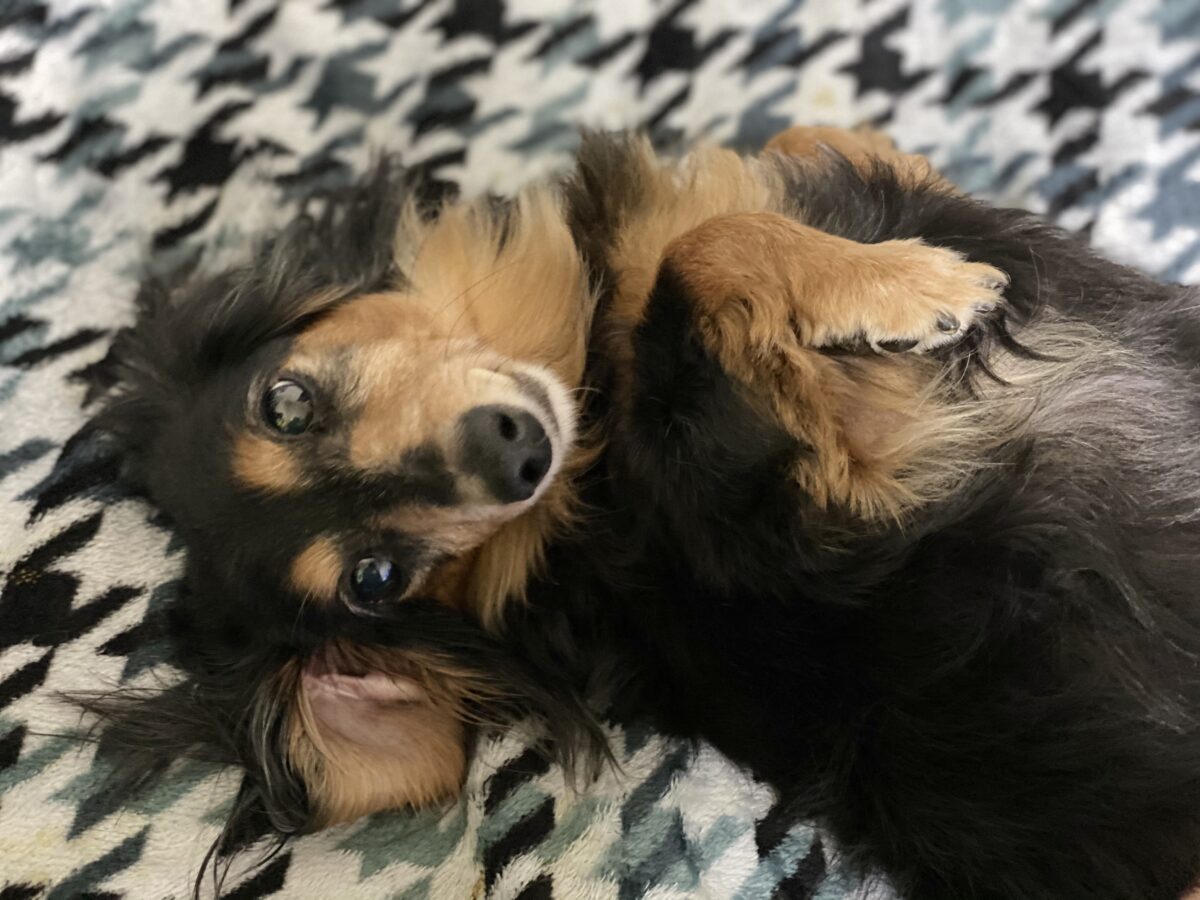 突然の看取り宣告 私個人の想い Npo法人 はぴねすｄｏｇ