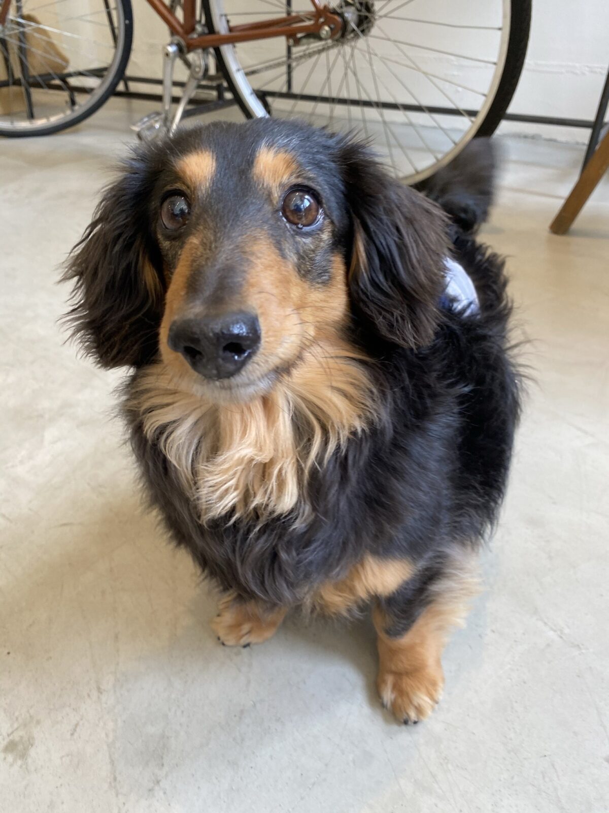 マロ(ミニチュアダックス)はこんな子です^ ^ – NPO法人 はぴねすDOG