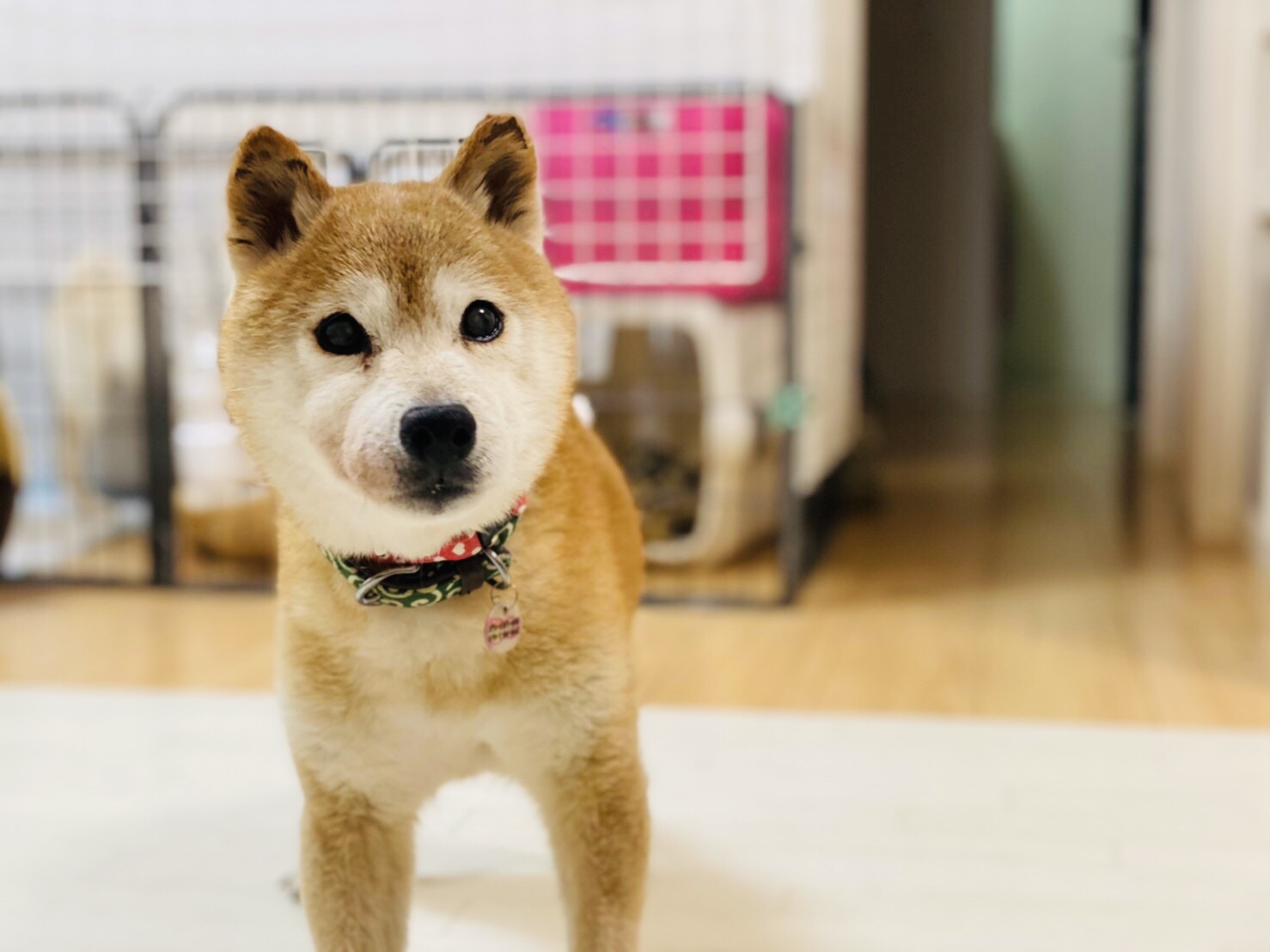 柴犬エルモ Npo法人 はぴねすｄｏｇ