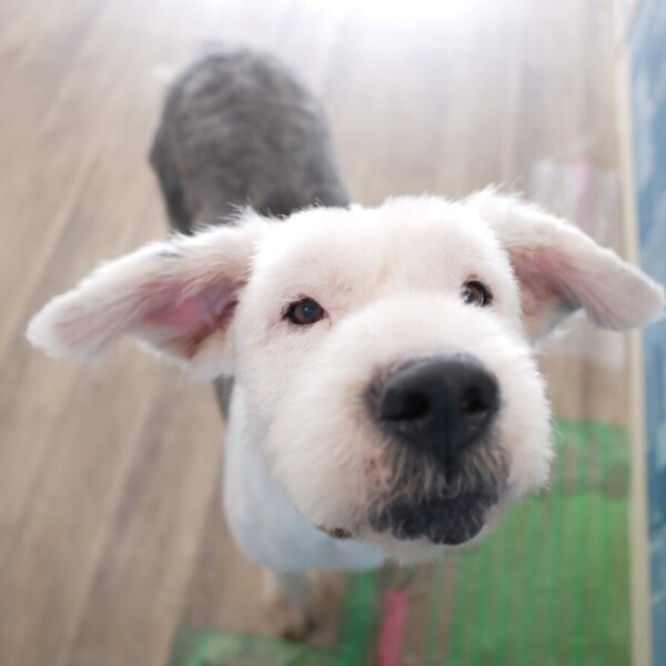 ガレット オールドイングリッシュシープドッグ に関する記事一覧 Npo法人 はぴねすｄｏｇ