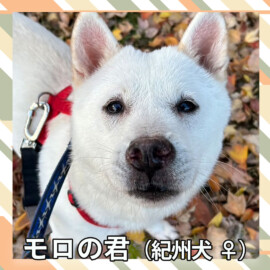 モロの君（紀州犬 ♀）