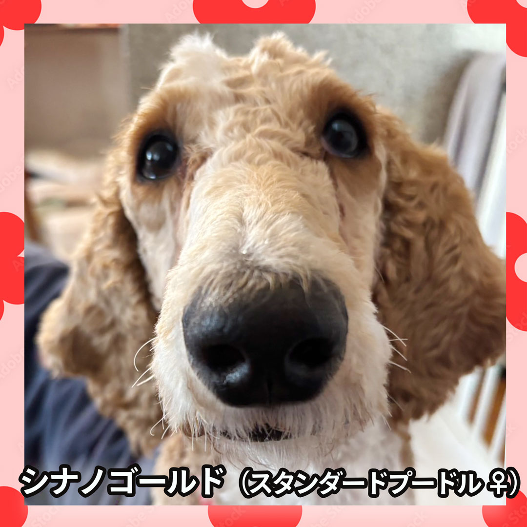 シナノゴールド（スタンダードプードル ♀）