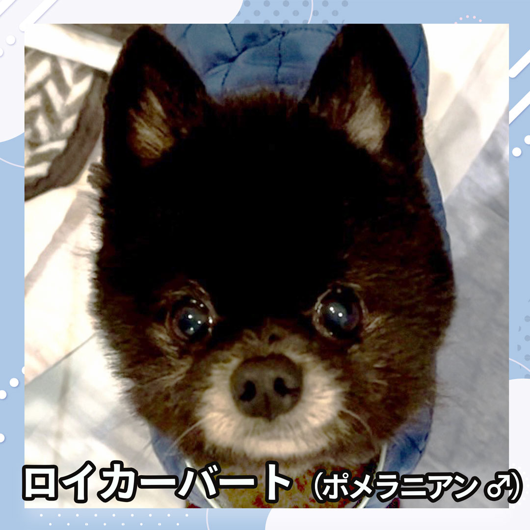 ロイカーバート（ポメラニアン ♂）