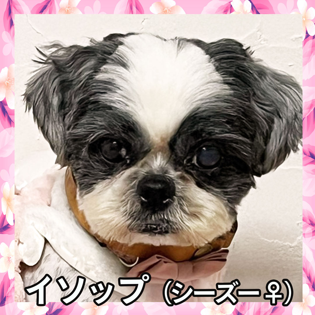 イソップ（シーズー ♀）