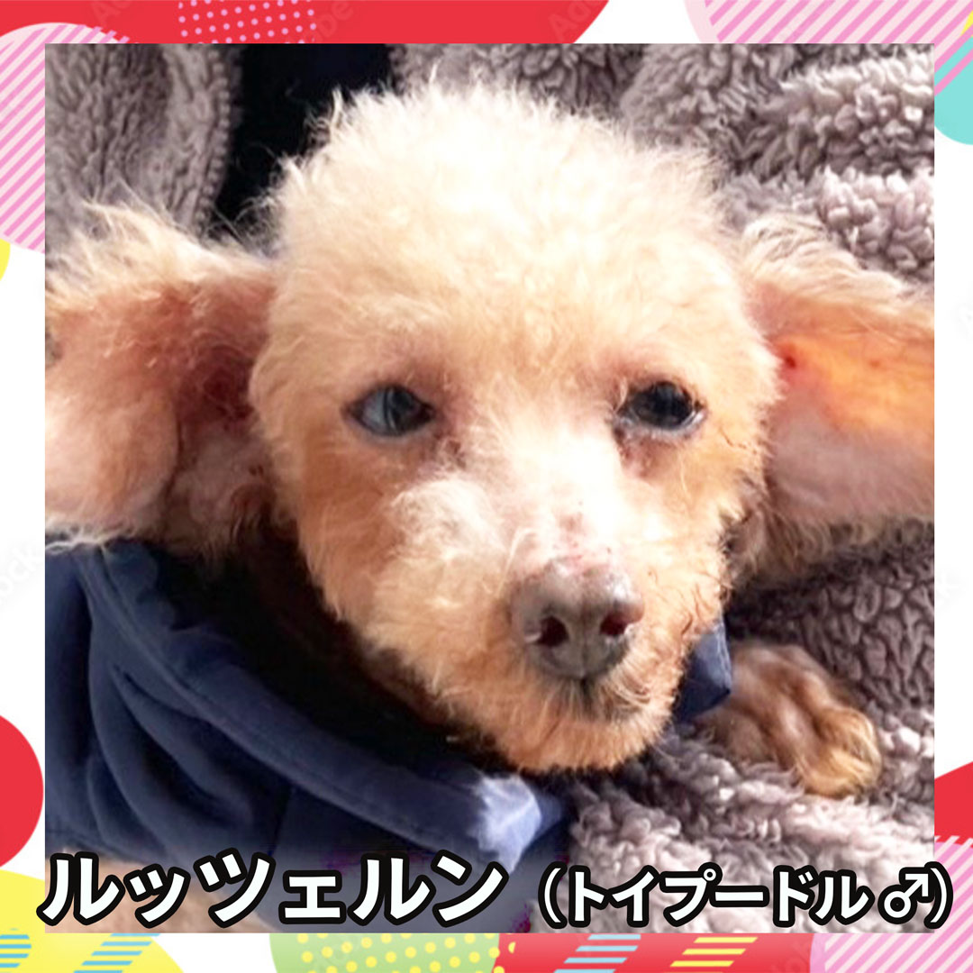 ルッツェルン（トイプードル ♂）