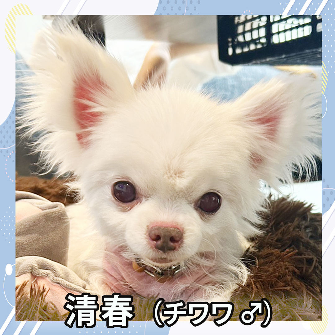 清春（チワワ ♂）