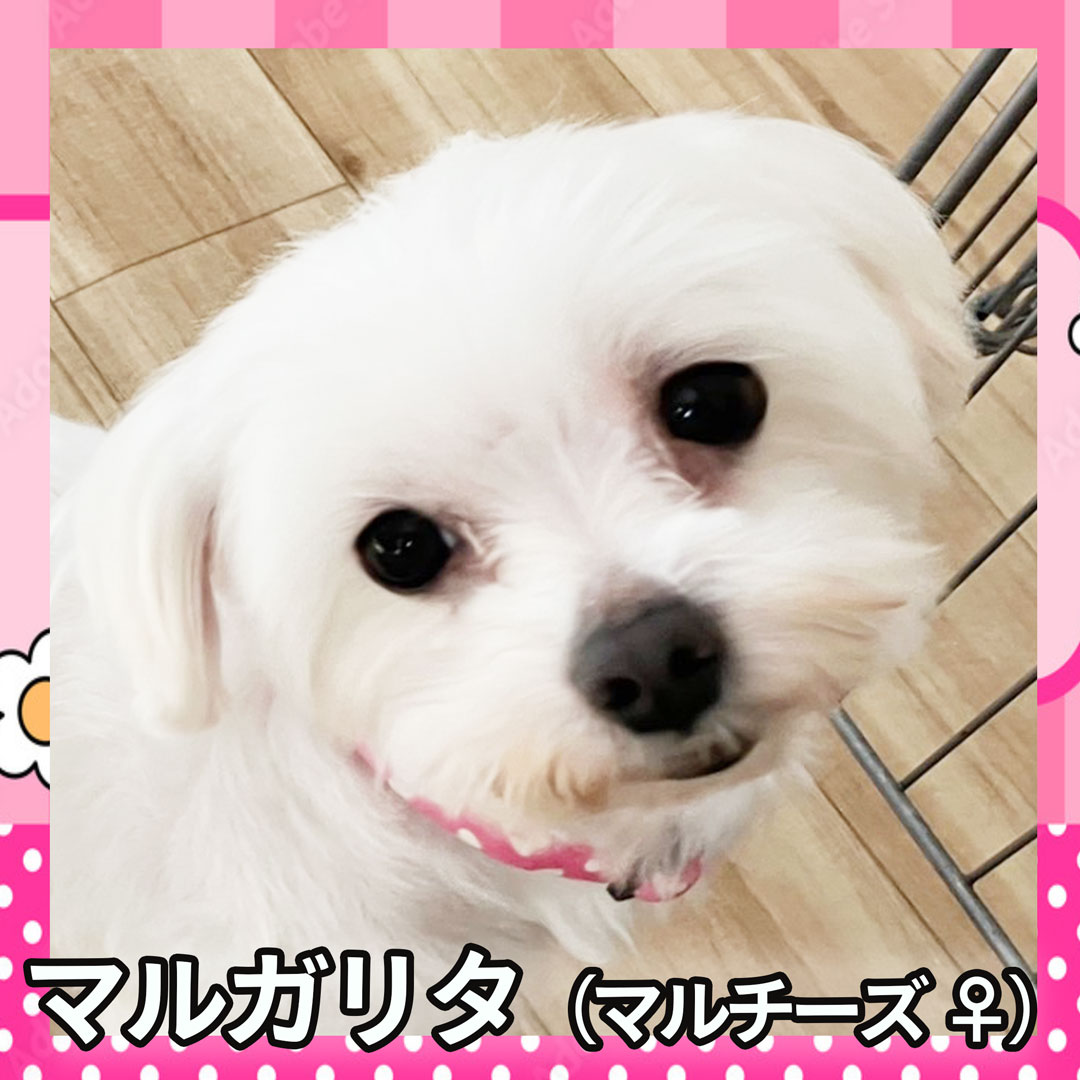マルガリタ（マルチーズ ♀）