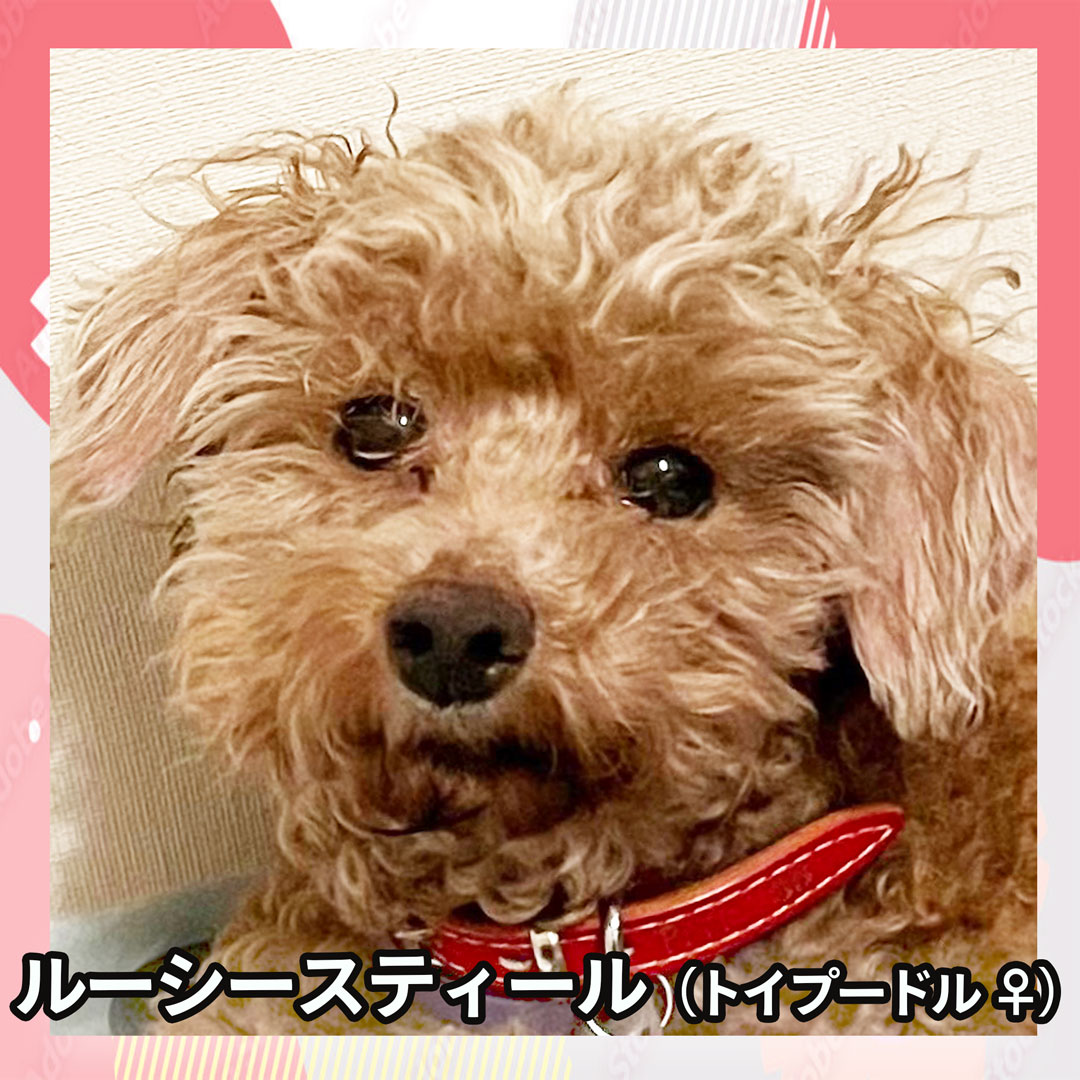 ルーシースティール（トイプードル ♀）