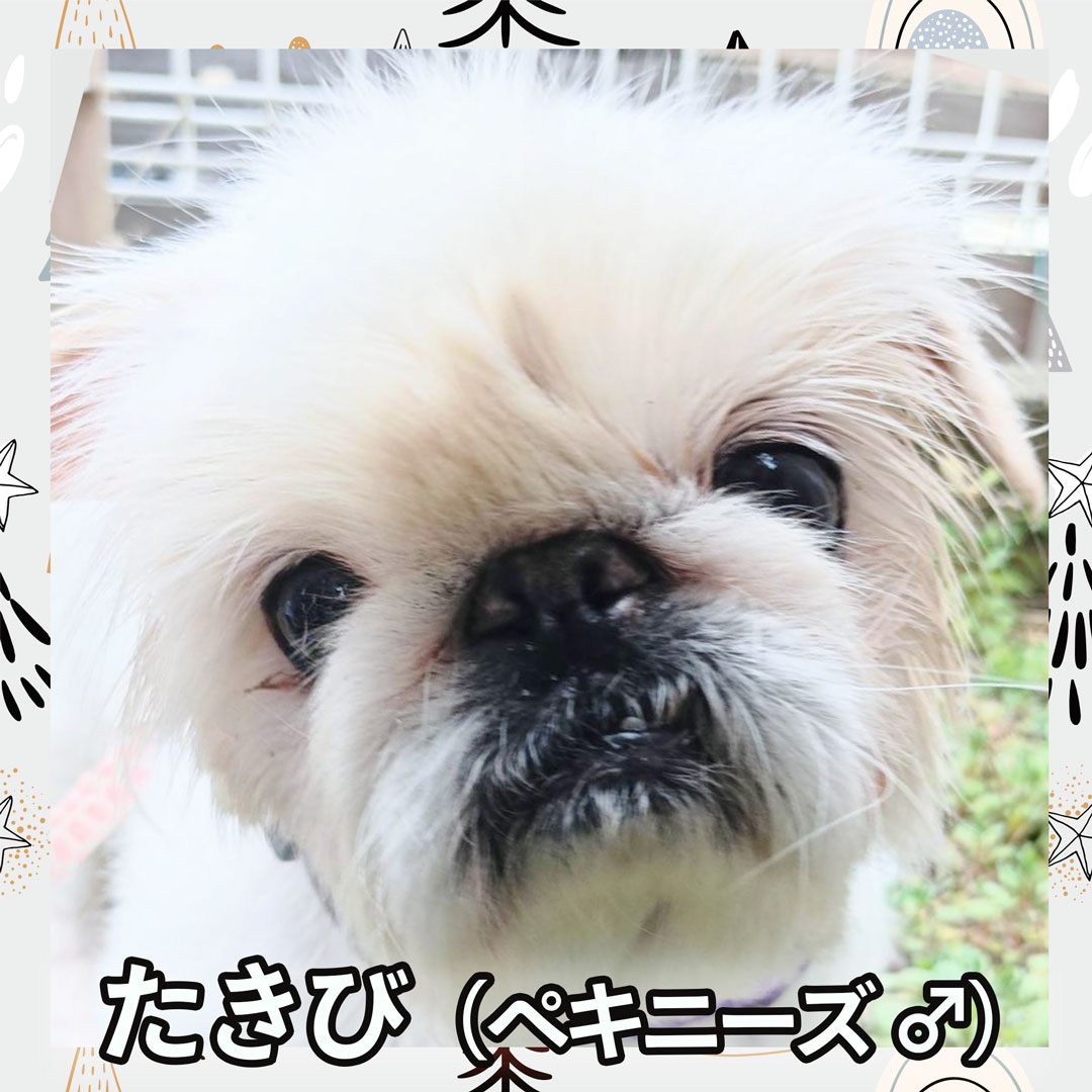 たきび（ペキニーズ ♂）