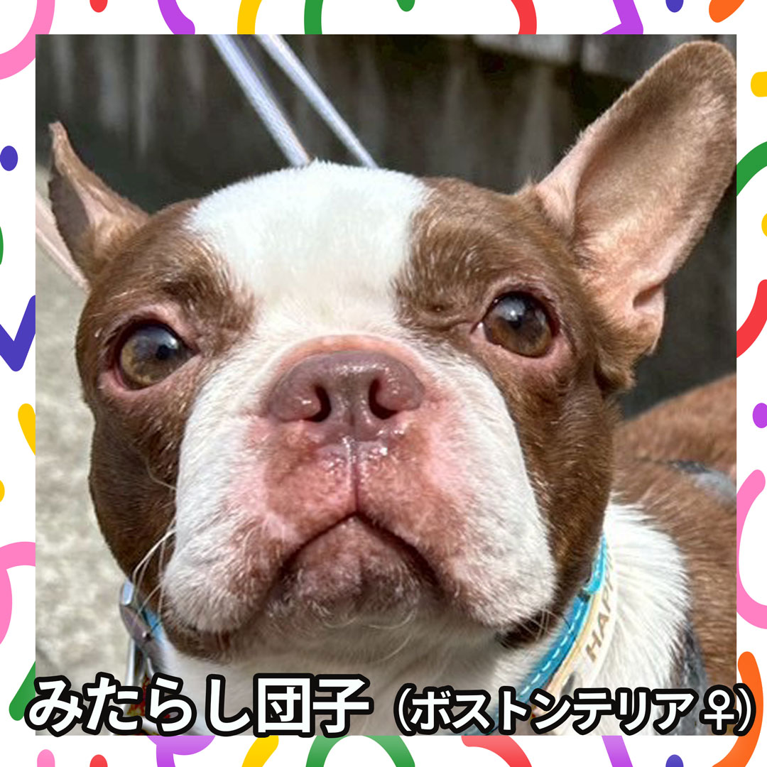 みたらし団子（ボストンテリア ♀）