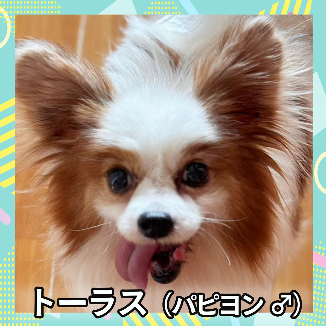 トーラス（パピヨン ♂）