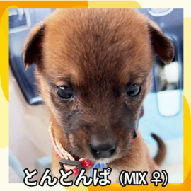 とんとんぱ（MIX ♀）