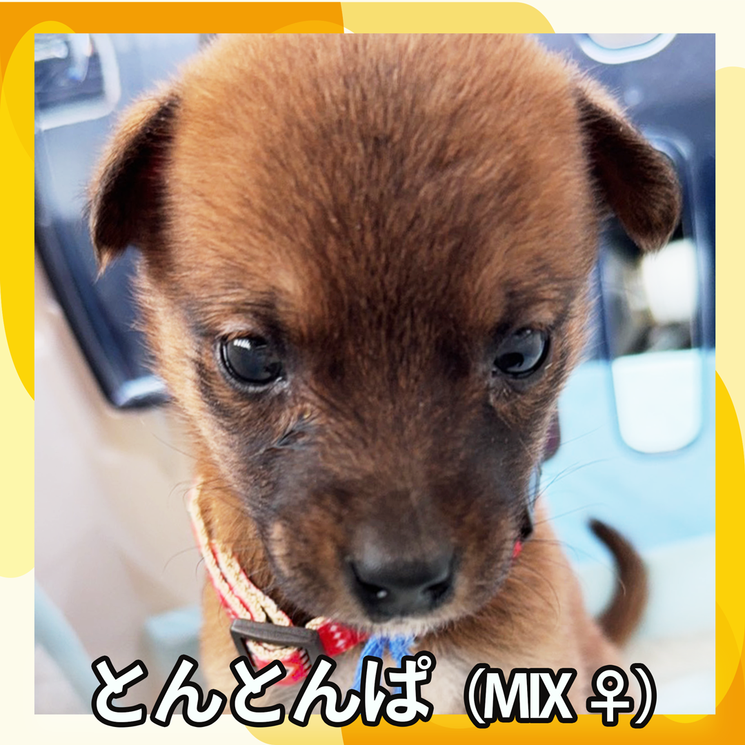 とんとんぱ（MIX ♀）