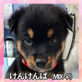 けんけんぱ（MIX ♀）