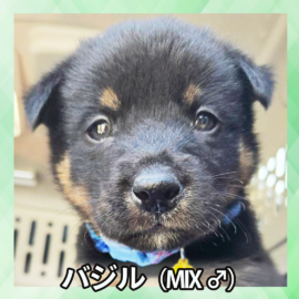 パジル（MIX ♂）