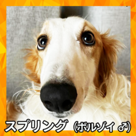 スプリング（ボルゾイ ♂）