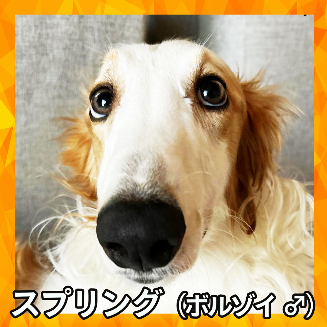 スプリング（ボルゾイ ♂）