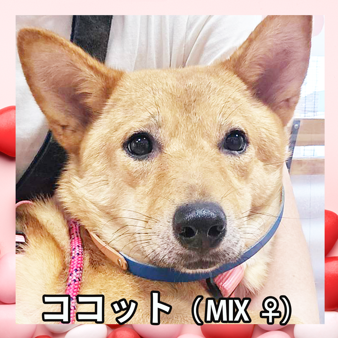 ココット（MIX ♀）