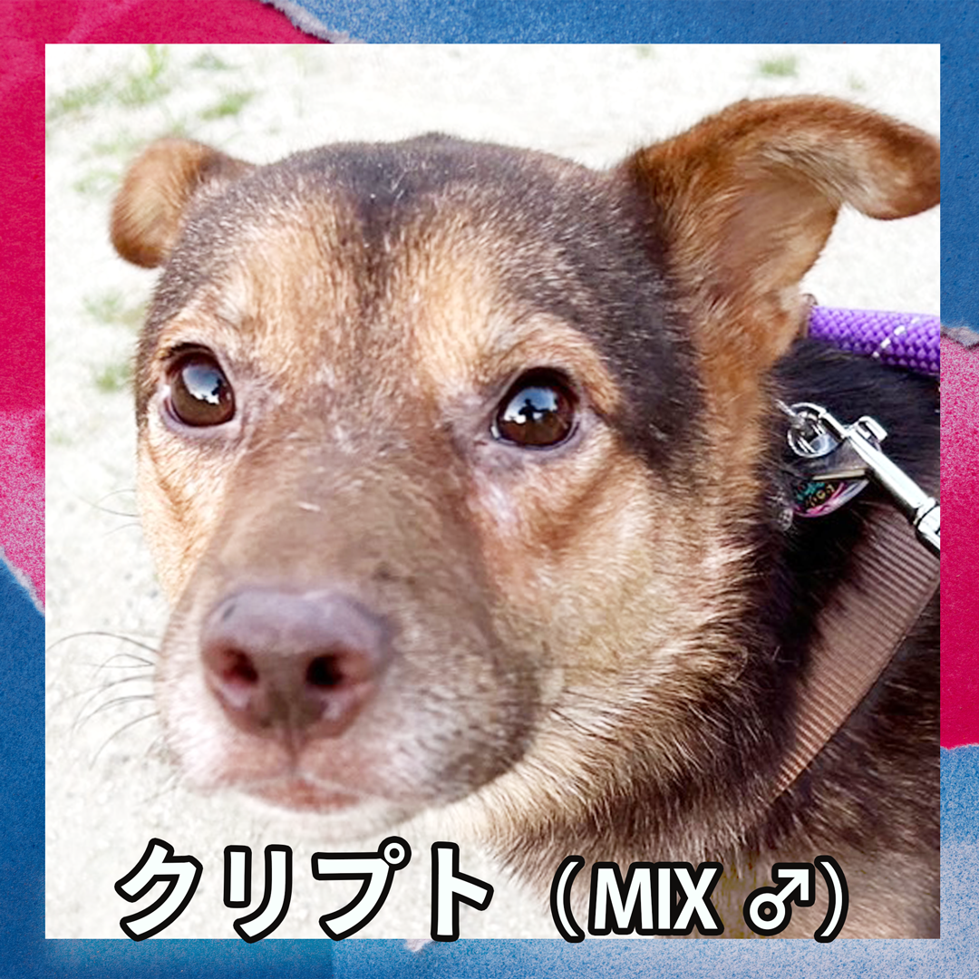 クリプト（MIX ♂）