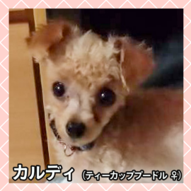 カルディ（トイプードル ♀）
