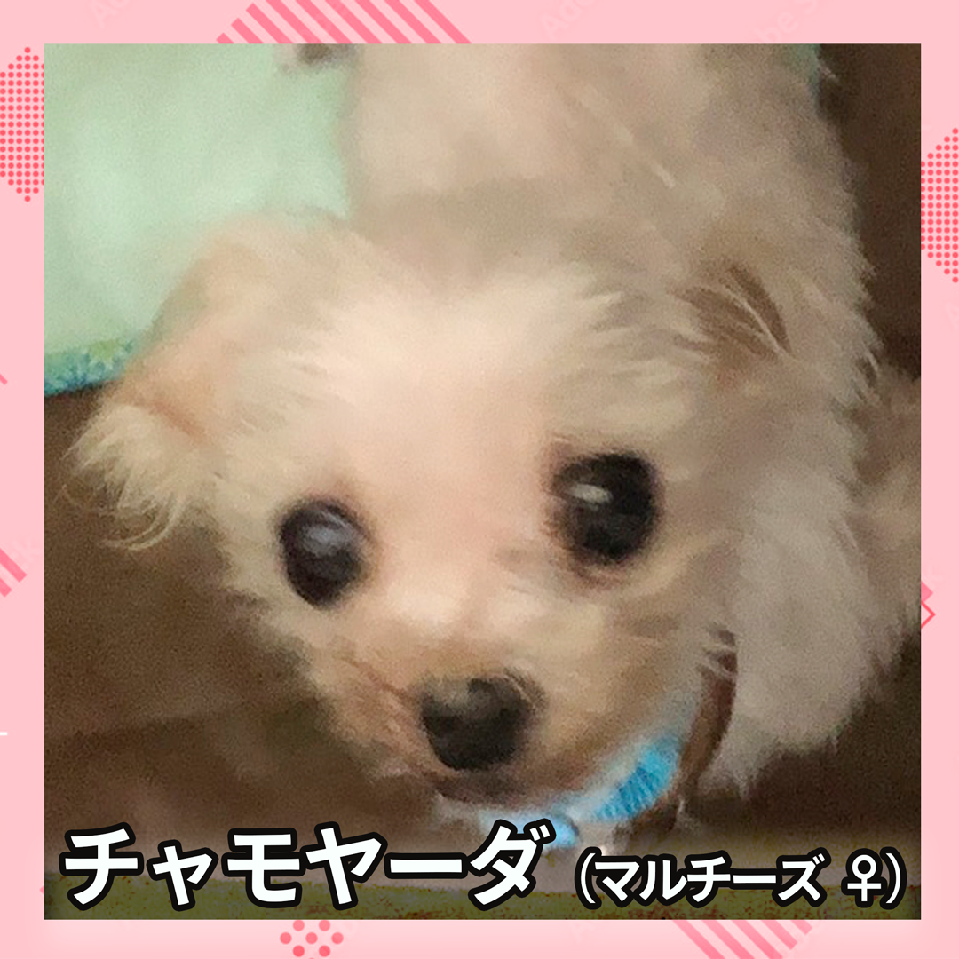 チャモヤーダ（マルチーズ ♀）