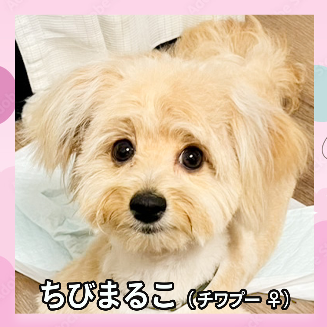 ちびまるこ（チワプー ♀）