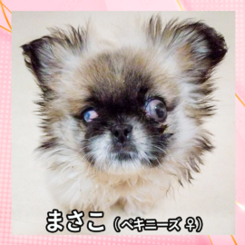 まさこ（ペキニーズ ♀）