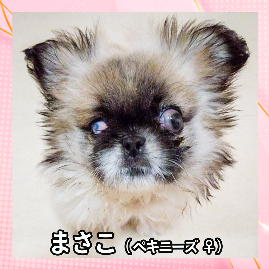 まさこ（ペキニーズ ♀）