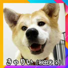 きゃりい（秋田犬 ♀）