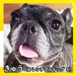 きゅう（フレンチブルドッグ ♀）