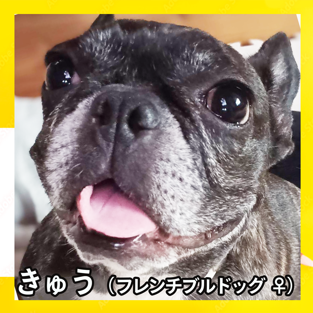 きゅう（フレンチブルドッグ ♀）