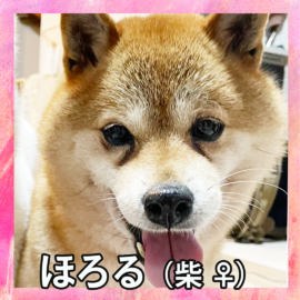 ほろる（柴 ♀）