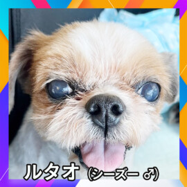 ルタオ（シーズー ♂）