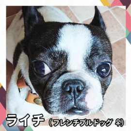 ライチ（フレンチブルドッグ ♀）