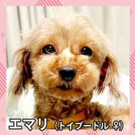 エマリ（トイプードル ♀）