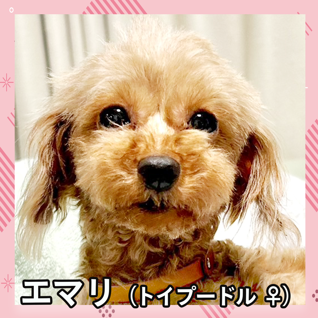エマリ(トイプードル ♀)