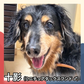 十影（ミニチュアダックスフンド ♂）