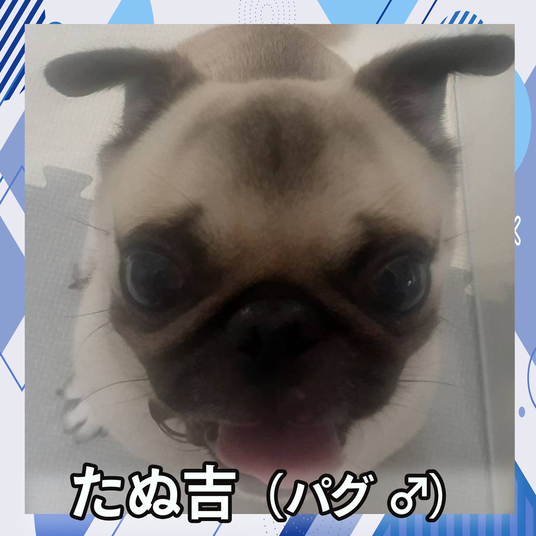 たぬ吉（パグ ♂）