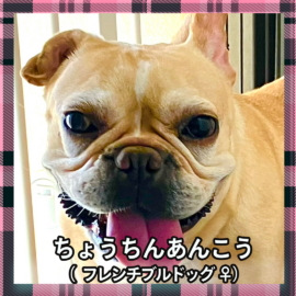 ちょうちんあんこう（フレンチブルドッグ ♀）