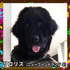 リコリス（ニューファンドランド ♀）