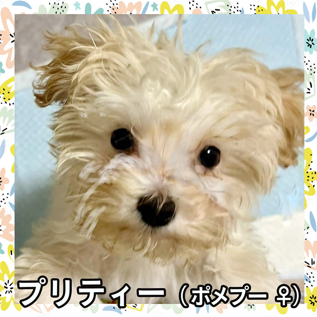 プリティー（ポメプー ♀）