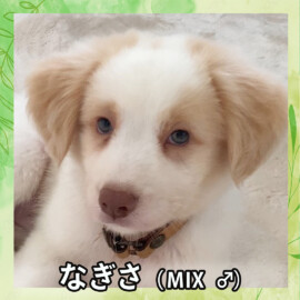 なぎさ（MIX ♂）