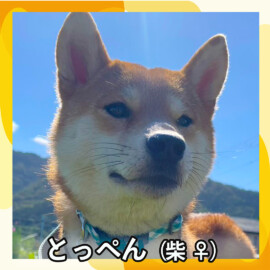 とっぺん（柴 ♀）