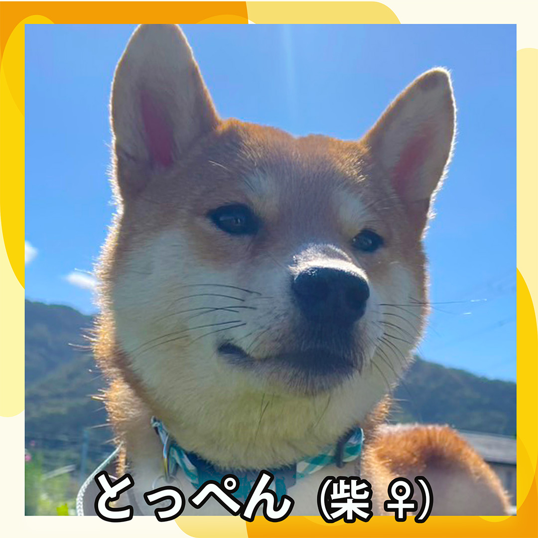 とっぺん(柴 ♀)