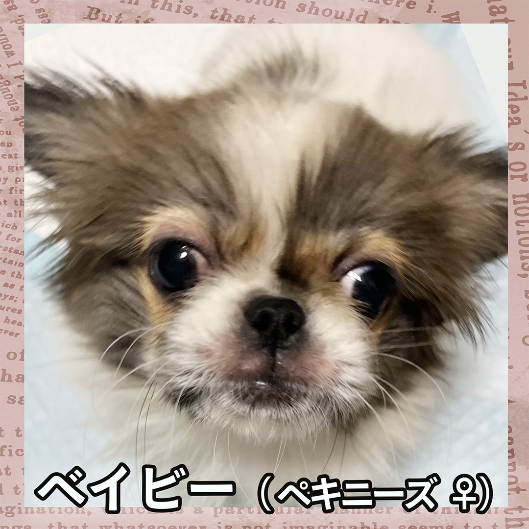 ベイビー（ペキニーズ ♀）