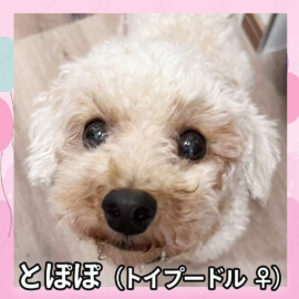 とぽぽ（トイプードル ♀）