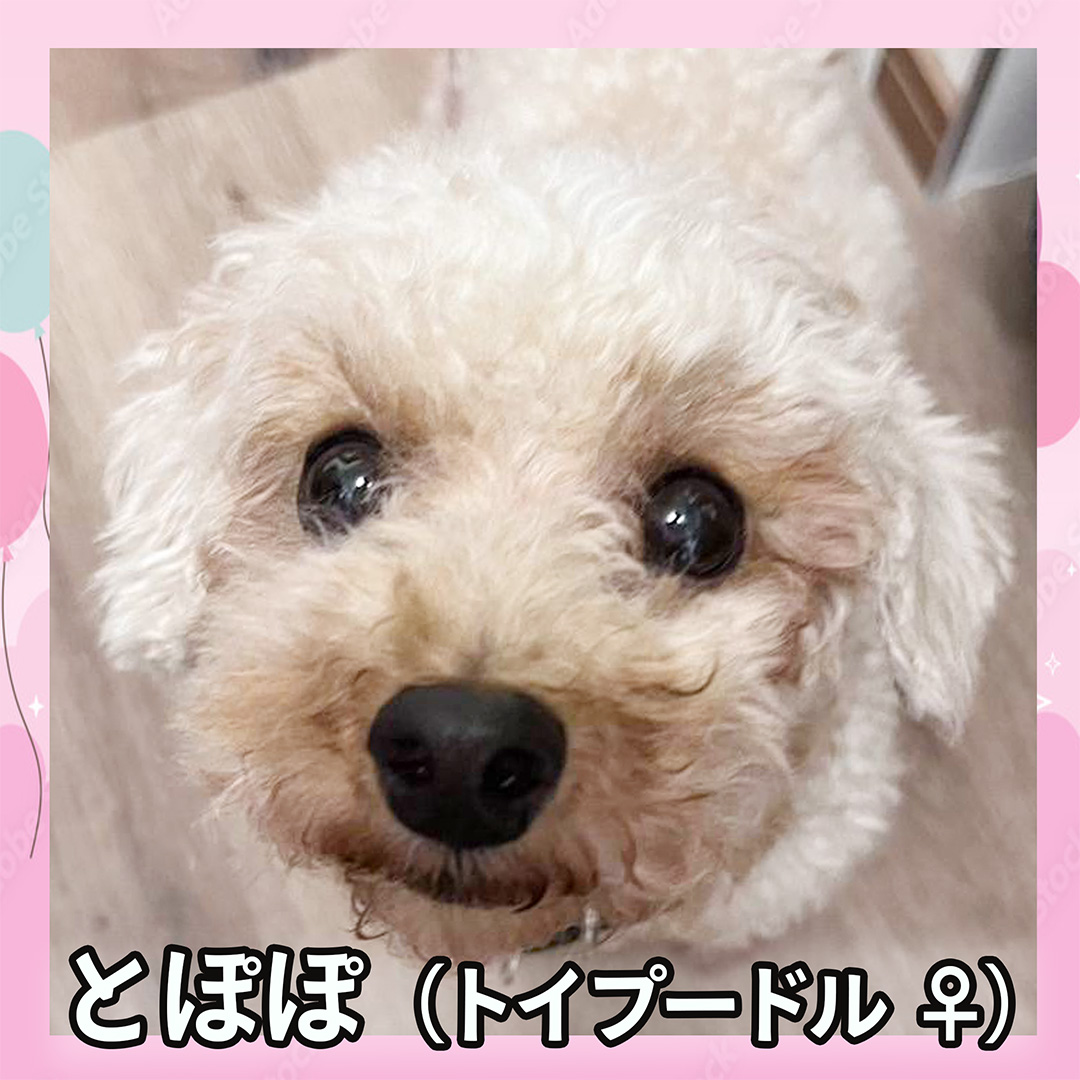 とぽぽ(トイプードル ♀)