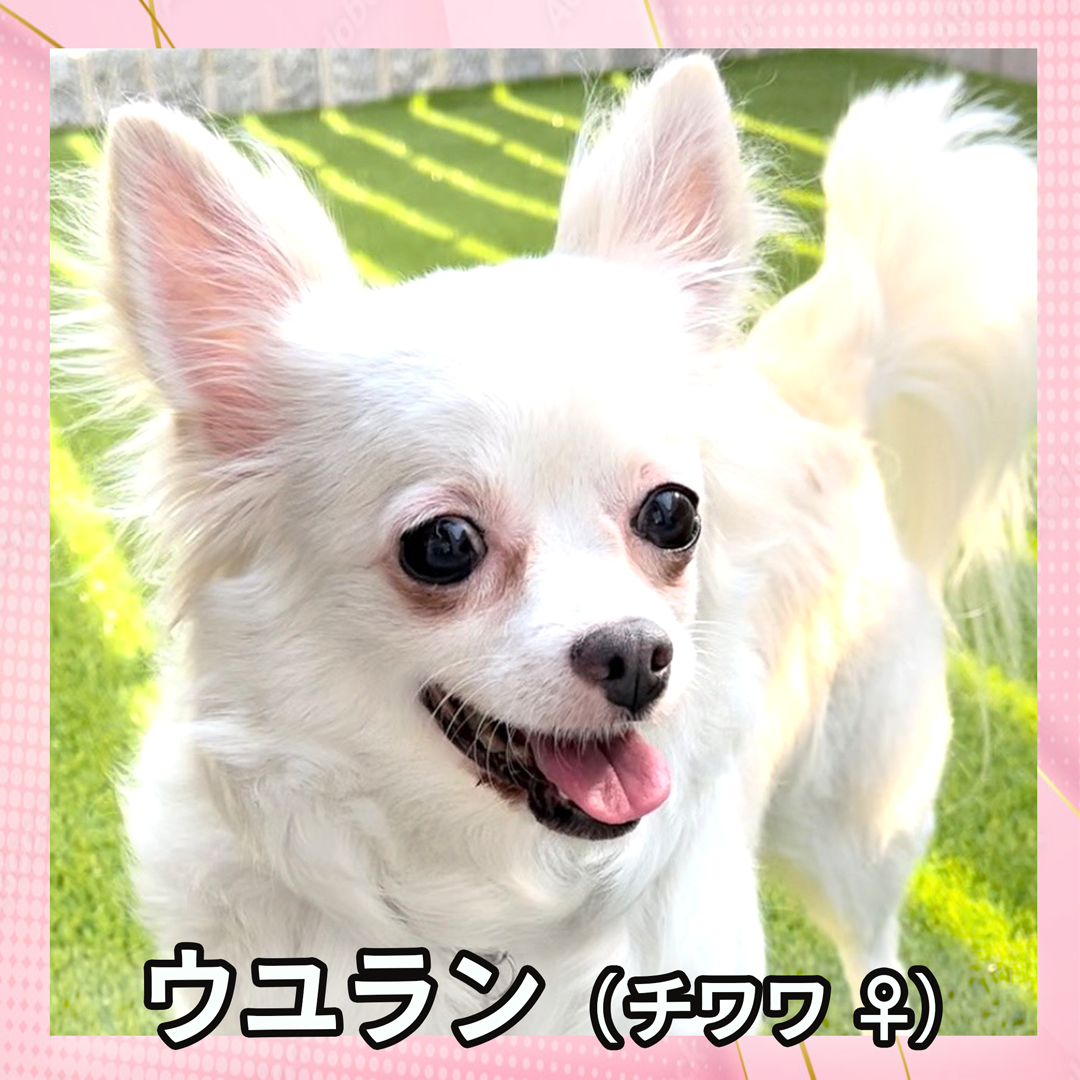 ウユラン（チワワ ♀）